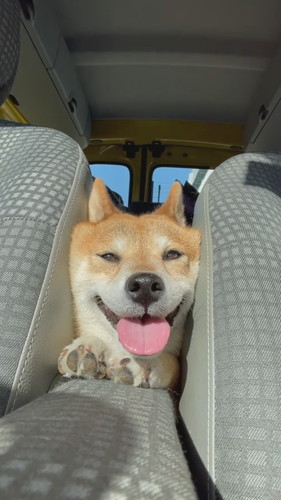 挟まってニッコリフクちゃん