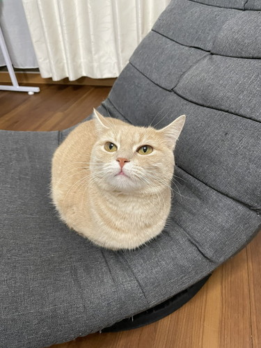 手足しまっちゃったくるみちゃん