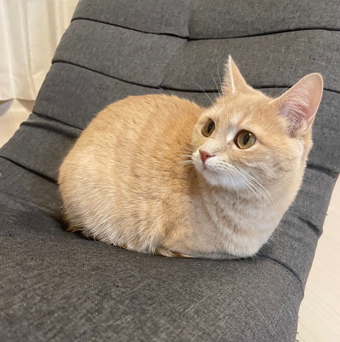 手足しまっちゃった猫別アングル