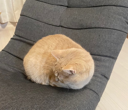 手足しまっちゃった猫別アングル