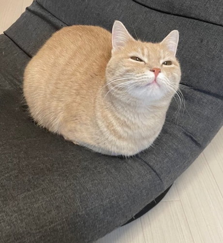 手足しまっちゃった猫別アングル