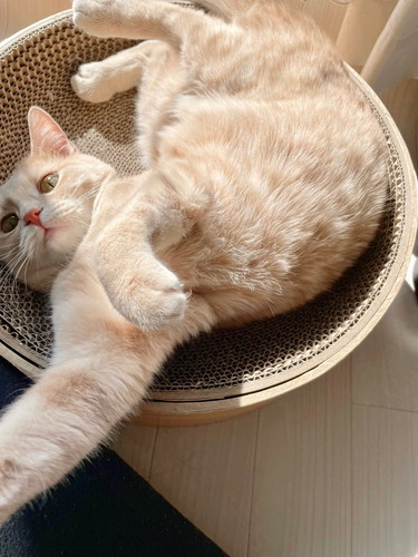 ゴロンする猫
