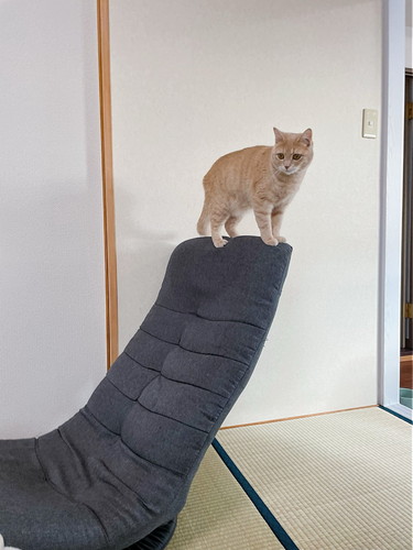座椅子の背に乗る