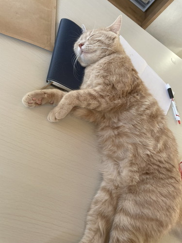 スケジュール帳を枕にする猫