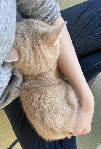 落花生に似ている猫