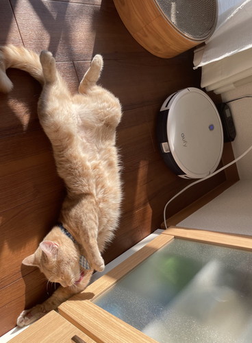 伸びる猫