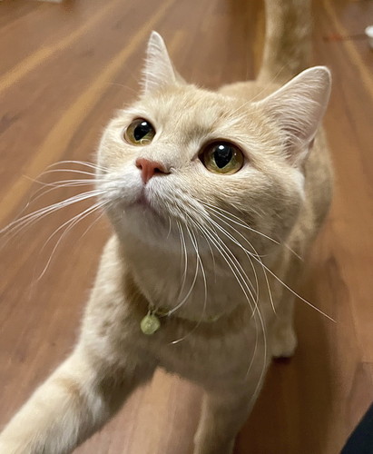 ゴハン催促する猫