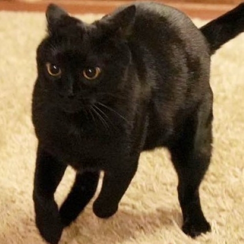 アニメから飛び出たような猫