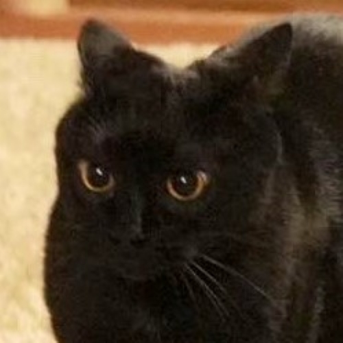 くろの@猫多頭飼いしています。 maxresdefault.jpg