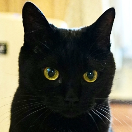 ねこじゃらしで遊ぶ猫