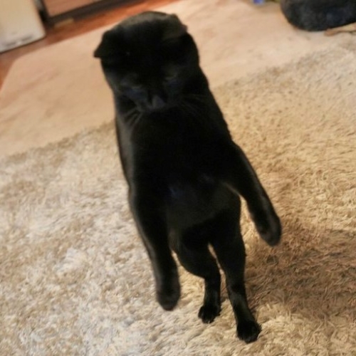 立ち上がった猫