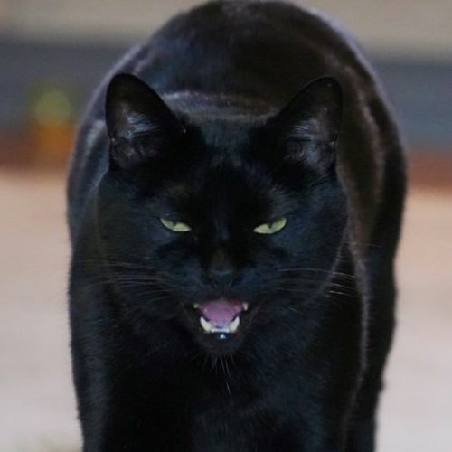 ワイルドになった猫