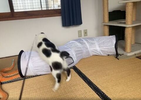 猫じゃらしに飛びつくミチルちゃんの写真