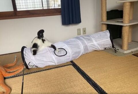 ダイブするミチルちゃん