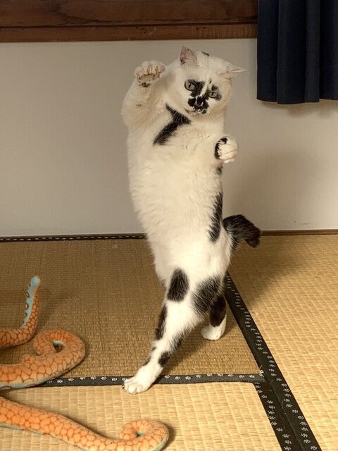 2足で歩いてるミチルちゃん