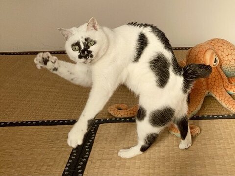 手を挙げるミチルちゃん