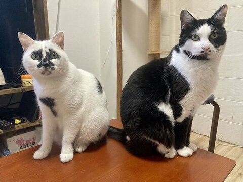 ぼうぜんとしてる吉宗くん