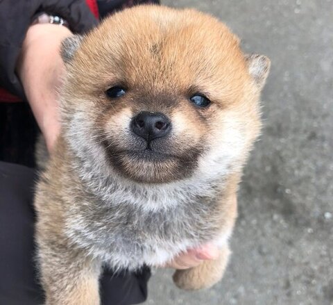 ハチくん子犬時代