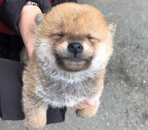 子犬時代目つむってる