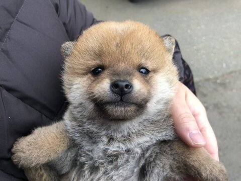 子犬時代正面