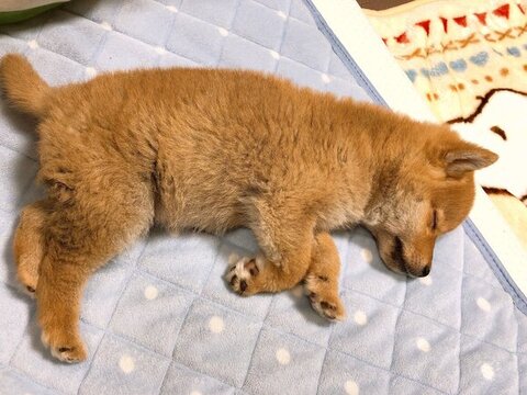 寝てる子犬