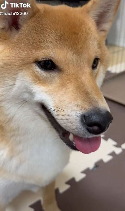 成長したハチくん横顔