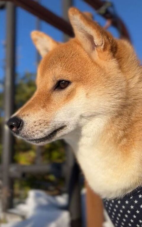 散歩中の横顔