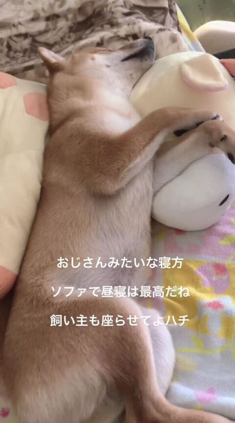 寝てるハチくん