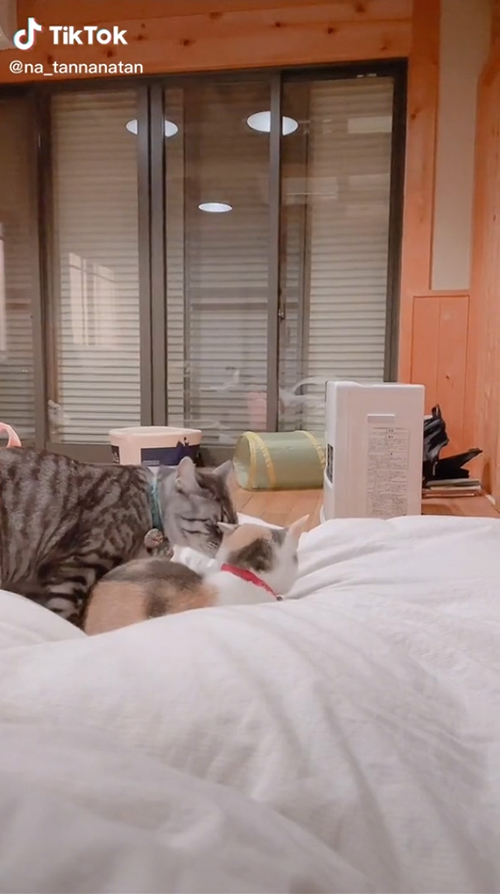 ななちゃんをグルーミングする大吉くん