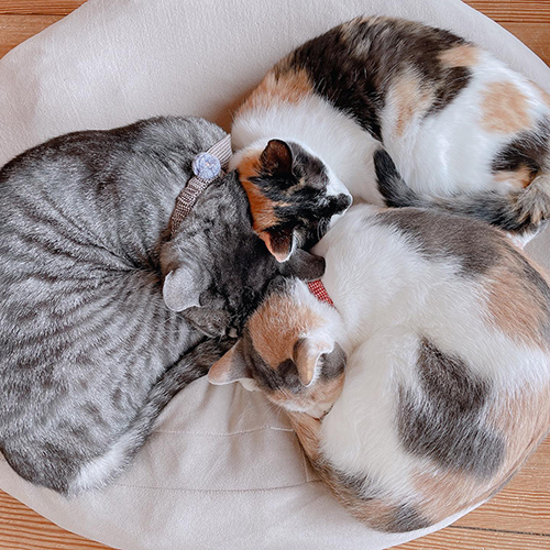 アンモニャイト