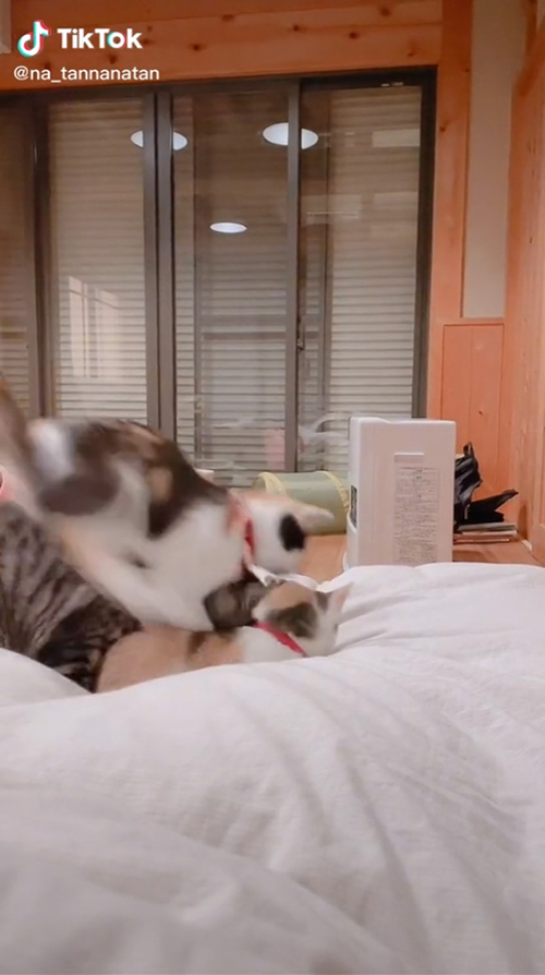 飛んできたうりちゃん