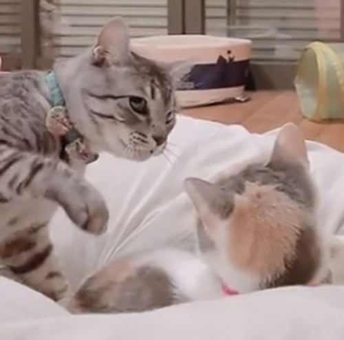 あれ？ってなってる大吉くんアップ