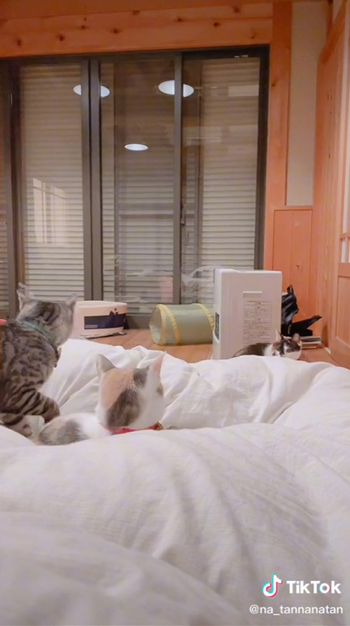 そっぽを向く大吉くん