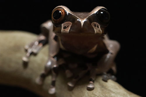 オッドアイのカンムリアマガエル