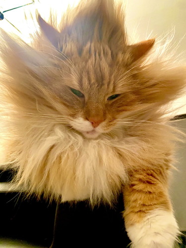 スーパーサイヤニャンぜんちゃん