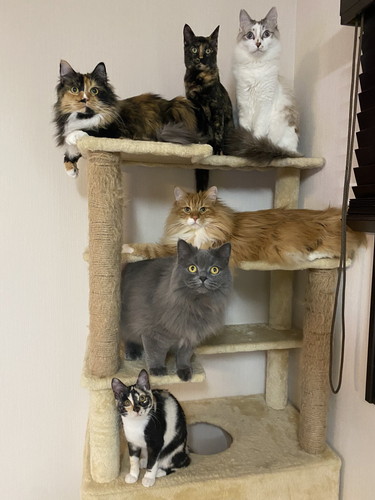 猫ちゃんたち