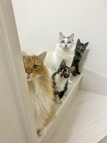 猫ちゃんたち