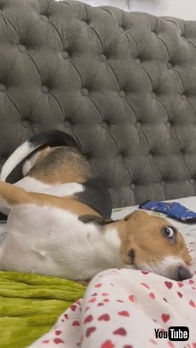 「Puppy With Wild Eyes and Weird Pose || ViralHog」