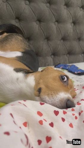 「Puppy With Wild Eyes and Weird Pose || ViralHog」