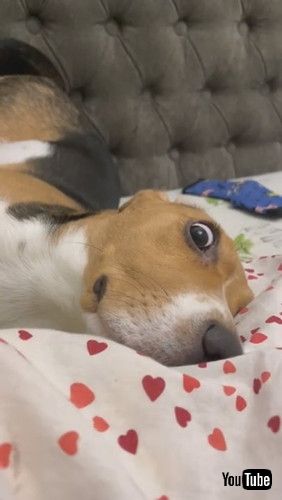 「Puppy With Wild Eyes and Weird Pose || ViralHog」