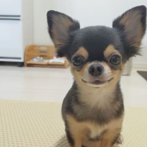 笑ってるマイロちゃん