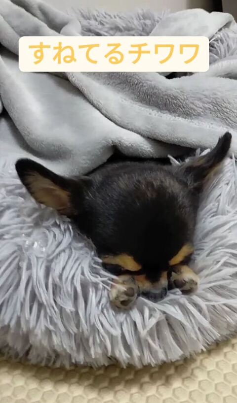 すねてるチワワ