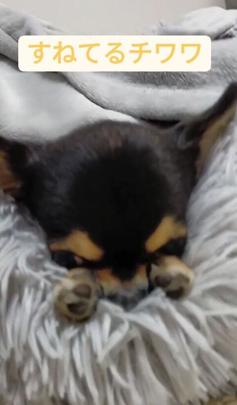 すねてるマイロちゃん