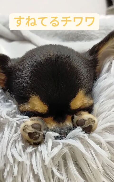 目をつむってるマイロちゃん