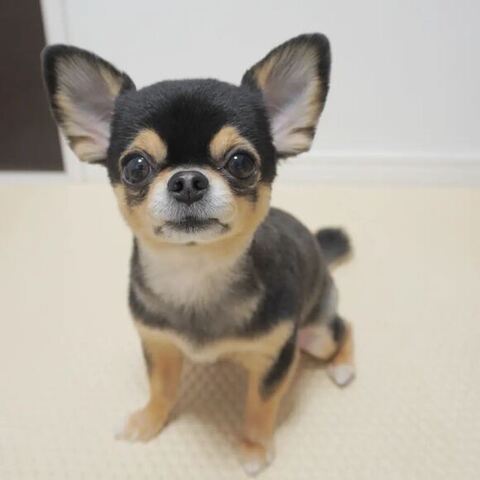 座ってこちらを見るマイロちゃん