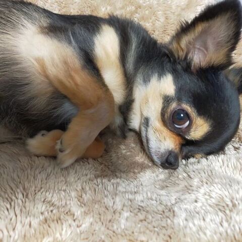 横になってるマイロちゃん