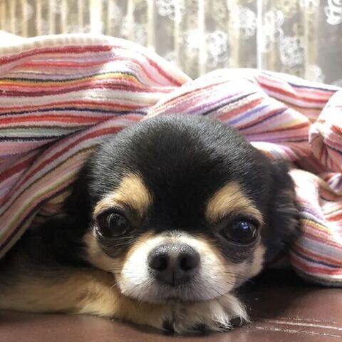 手にアゴをのせてるマイロちゃん