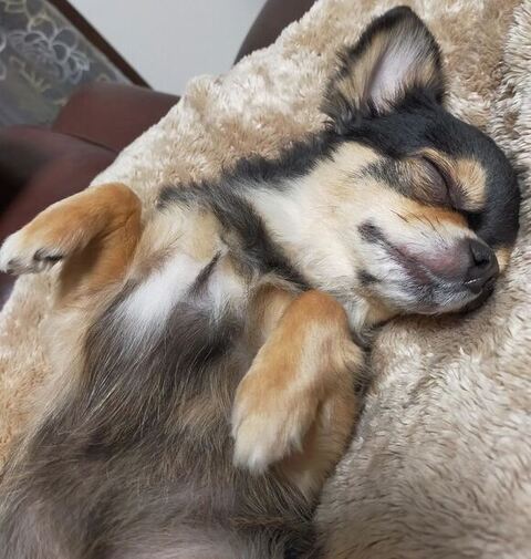 あおむけで寝てるマイロちゃん