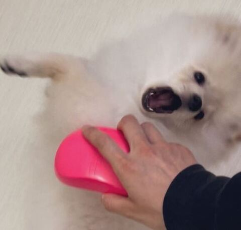 いやがるルアンくんアップ