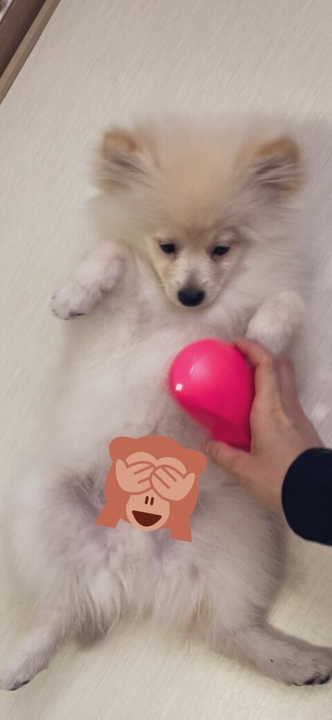 ブラシを確認するルアンくん